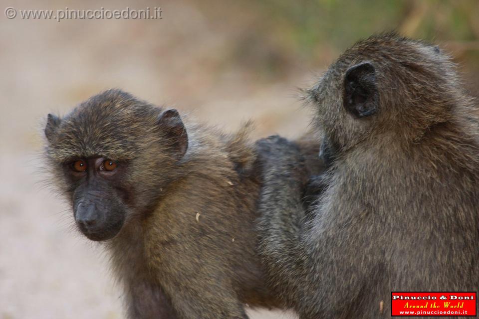 Ethiopia - Mago National Park - Babbuini - 09.jpg